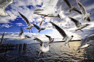 Flying flock of birds with seagulls at Lake Constance