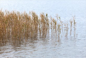 Reed grows in the water