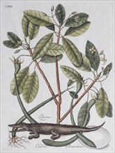 Alligator (Crocodilus dictus) und Mangrovenbaum (Lacertus Candela Americana)