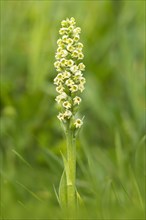 Small white orchid (Pseudorchis albida)