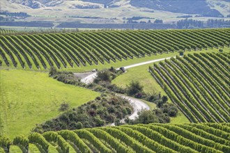 Vineyards