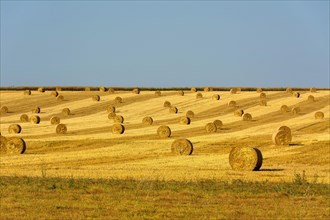 Bales of straw in region Limagne