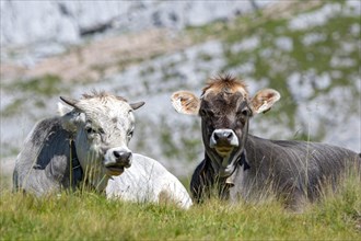 Tyrolean grey cattle