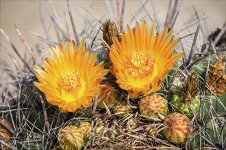 Orange flowering Fishhook Barrel Cactus (Ferocactus wislizeni)