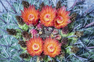 Orange-red flowering Fishhook Barrel Cactus (Ferocactus wislizeni)