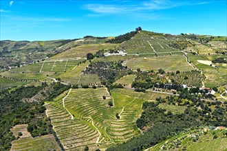 Vineyard region Alto Douro in the valley of Rio Pinhao