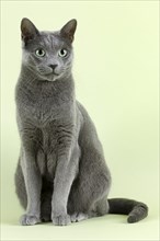 Pedigree cat Russian Blue (Felis silvestris catus)