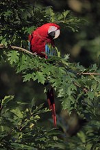Red-and-green macaw (Ara chloroptera)