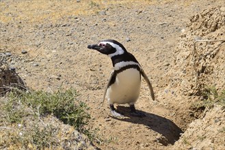 Magellanic penguin (Spheniscus magellanicus) in front of breeding burrow