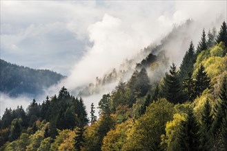 Fog in the Hollental valley