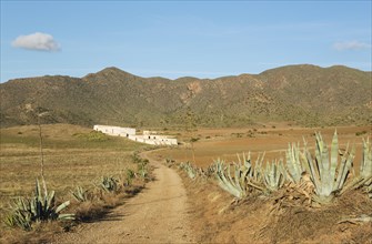 Arid landscape with century plants (Agave americana) and the abandoned farmhouse Cortijo de los Genoveses