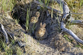 Two European rabbits (Oryctolagus cuniculus) sit in the dunes