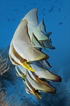 Fish swarm Longfin Batfish (Platax teira)