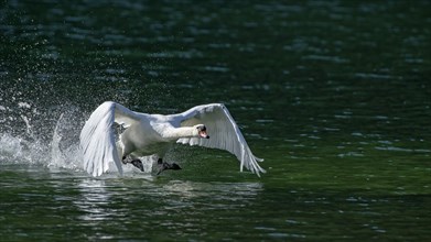 Mute swan (Cygnus olor)