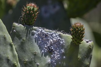 Cochineal (Dactylopius coccus) on the leaf of an Opunitie (Opuntia)