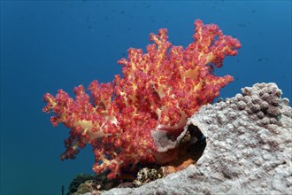 Klunzinger's Soft Coral (Dendronephthya klunzingeri) on Reef Roof