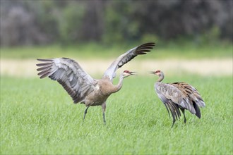 Two Sandhill cranes (Grus canadensis) on field
