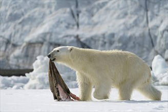 Polar bear (Ursus maritimus) with captured seal skin