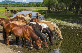 Flock of horses drinking water from a river