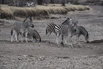 Plains Zebras (Equus quagga) on a quest for water in the dry riverbed