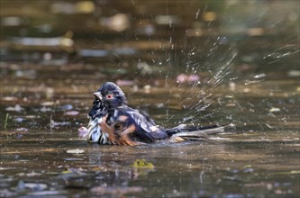 Eastern Towhee (Pipilo erythrophthalmus) bathing in a forest creek among fallen autumn leaves