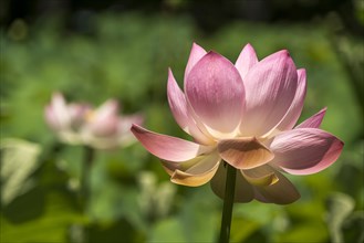 Indian Lotus (Nelumbo nucifera)