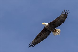 Bald eagle (Haliaeetus albicilla) flying with a caught fish