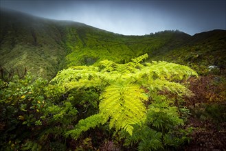 Tree fern (Cyatheales) in front of mountain slopes in the fog