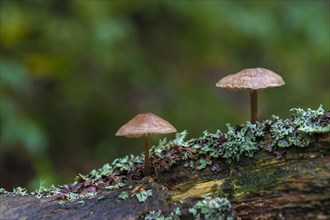 Two Bonnets (Mycena) on deadwood