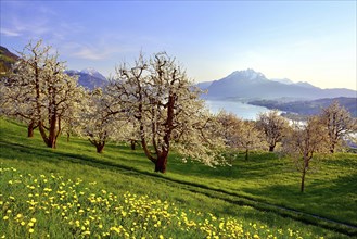 Cherry trees (Prunus) in bloom at Kussnacht am Rigi