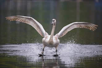 Mute swan (Cygnus olor) landing on the water
