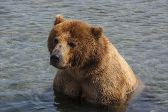 Kamchatka brown bear (Ursus arctos beringianus) in Water