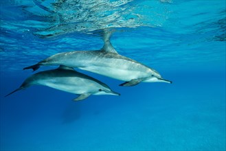 Two Spinner Dolphins (Stenella longirostris)