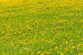 Blooming Dandelion meadow (Taraxacum)