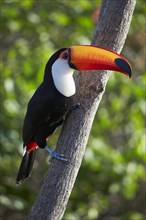 Toco toucan (Ramphastos toco) on a tree trunk