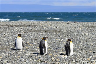 Three King penguins (Aptenodytes patagonicus)