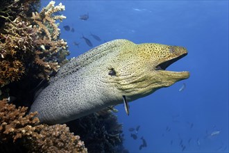 Giant Moray moray (Gymnothorax javanicus) with open mouth protrudes from hole in coral reef