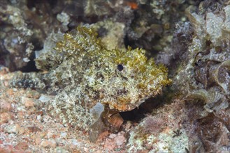 Poisonous fish Bearded Scorpionfish (Scorpaenopsis barbata) hides in algae in shallow water
