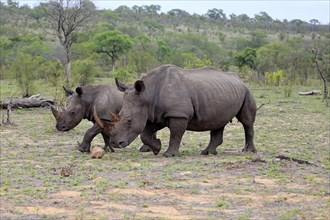 White rhinoceroses (Ceratotherium simum)