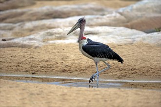 Marabou stork (Leptoptilos crumeniferus)