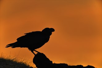 White-necked raven (Corvus albicollis) silhouette against light at sunrise