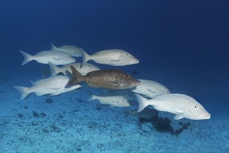 Fish swarm
