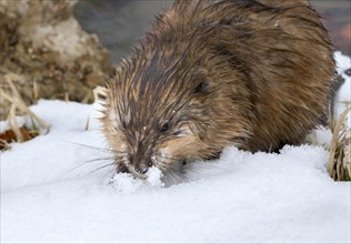 Muskrat (Ondatra zibethicus) searching food under snow at the lake edge