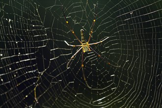 Silk spider (Nephila pilipes)