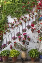 Many red flowers on a house wall