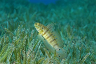Whitelined Goby (Amblygobius albimaculatus) protects nest built in the seagrass