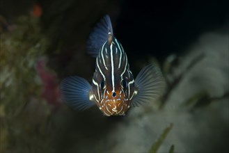 Sixline Soapfish (Grammistes sexlineatus)
