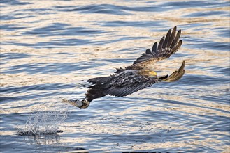 White-tailed eagle (Haliaeetus albicilla) seizes fish in flight