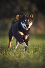 Shiba Inu (Canis lupus familiaris) runs over meadow