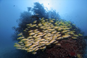 Fish swarm Bluestripe snapper (Lutjanus kasmira) in front of coral block with Bushy Black Coral (Antipathes dichotoma)